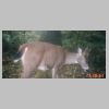 03 spike blacktail.html